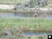 New Fork Fisherman. Photo by Pinedale Online.