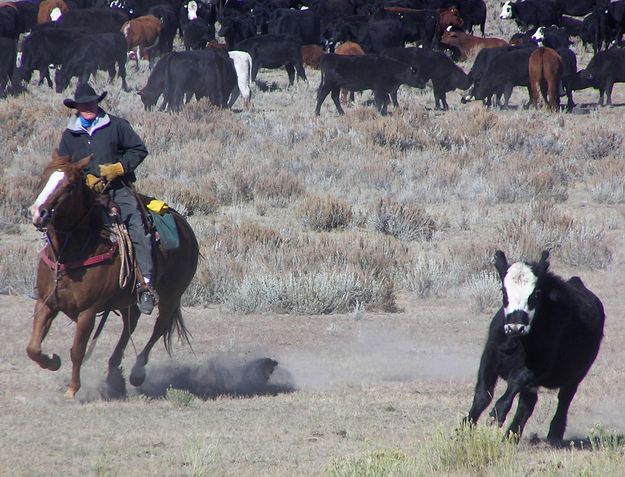 Solon rounds up a renegade. Photo by Pinedale Online.