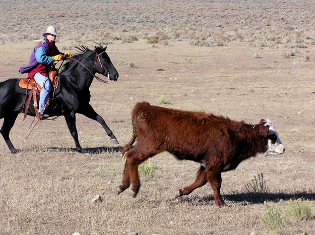 Nicole Murdock chases an unruly yearling. Photo by Pinedale Online.