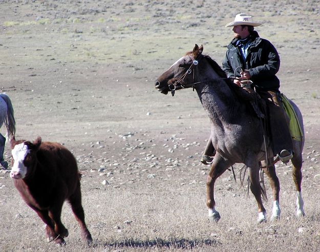 Rounding em up. Photo by Pinedale Online.