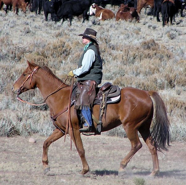 Barry Raper rides for Charles Price. Photo by Pinedale Online.