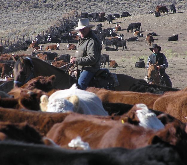 Richard looks for another as Dino Stauffer holds the herd. Photo by Pinedale Online.