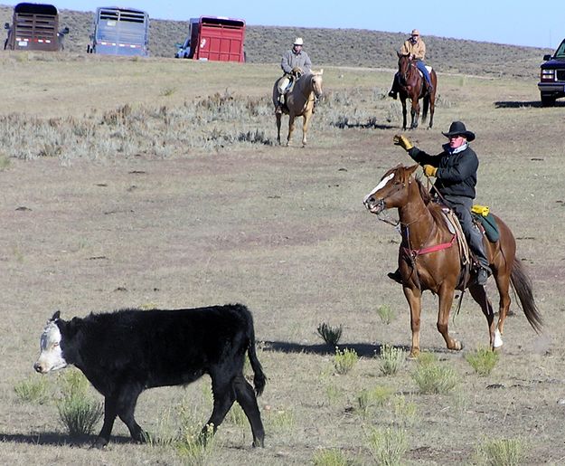 Move on calf. Photo by Pinedale Online.