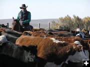 Garlie Swain moves through the herd. Photo by Pinedale Online.