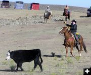 Move on calf. Photo by Pinedale Online.