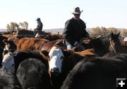 Charles surveys the sea of cattle. Photo by Pinedale Online.