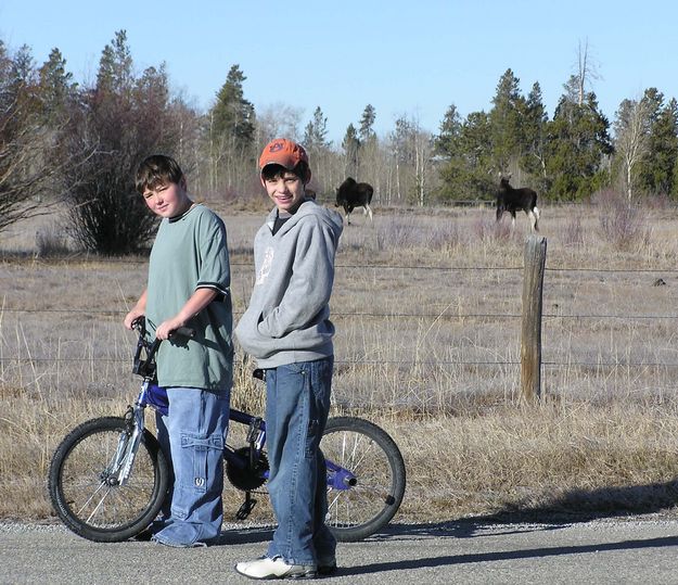 Watching the moose. Photo by Pinedale Online.