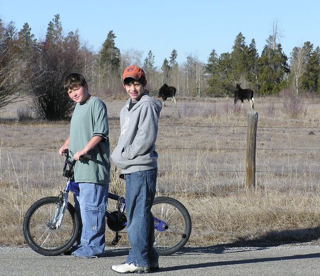 Watching the moose. Photo by Pinedale Online.