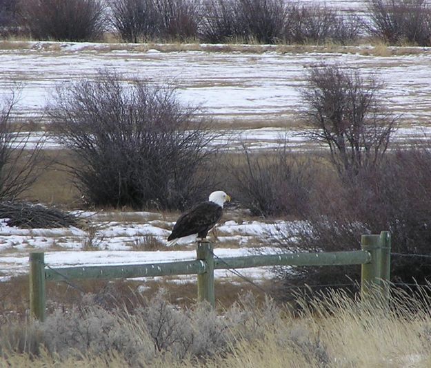 Bald Eagle. Photo by Dawn Ballou.
