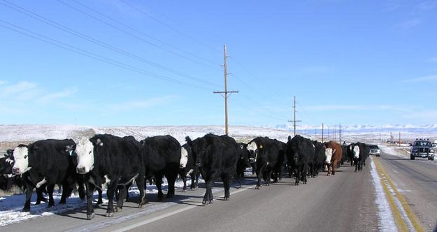 Marbleton cattle drive. Photo by Pinedale Online.