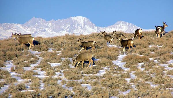 Fremont Peak Deer. Photo by Dawn Ballou.