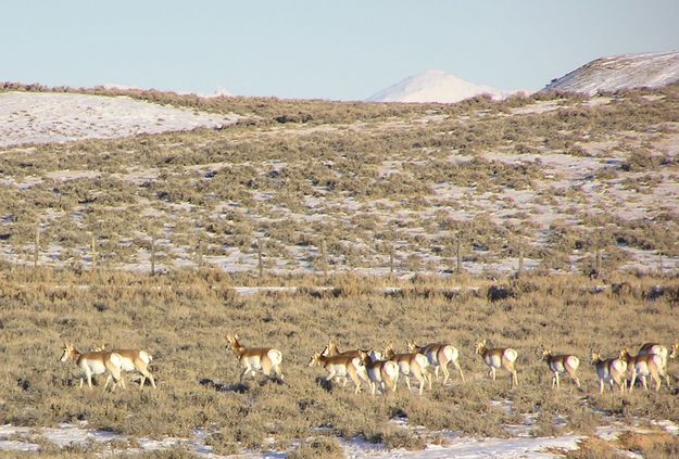 December antelope. Photo by Dawn Ballou.