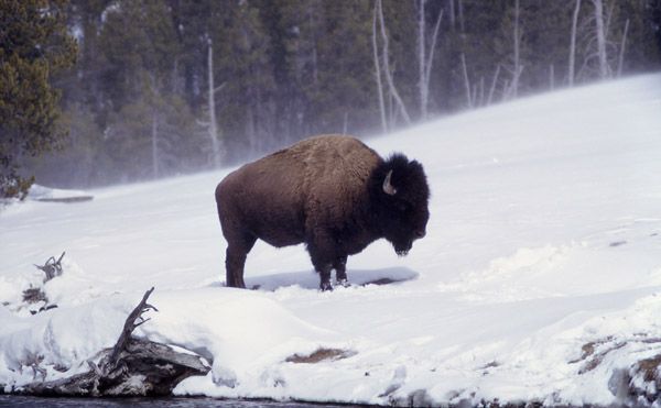 Yellowstone Bison. Photo by NPS.