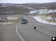 Road Kill Eagle. Photo by Dawn Ballou.