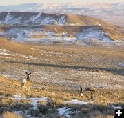 Mule Deer Hop. Photo by Dawn Ballou.