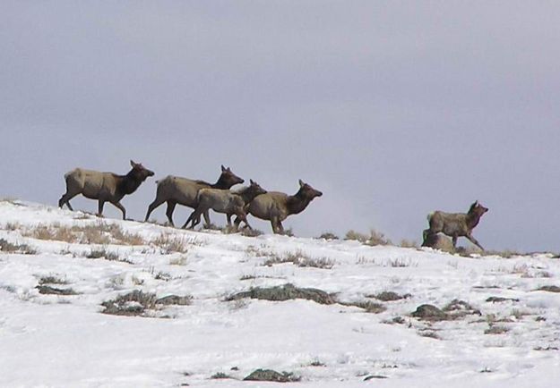 Fremont Ridge Elk. Photo by Dawn Ballou, Pinedale Online.