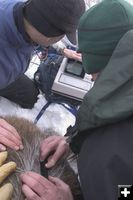 Moose ultrasound. Photo by Wyoming Game & Fish Department.