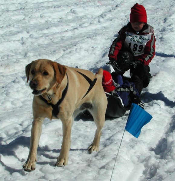 Family Pet Sled Dog. Photo by Pinedale Online.