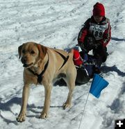 Family Pet Sled Dog. Photo by Pinedale Online.