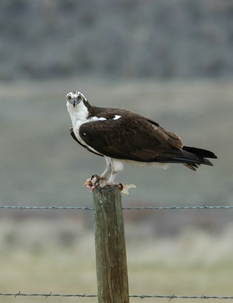 Osprey. Photo by Arnold Brokling.