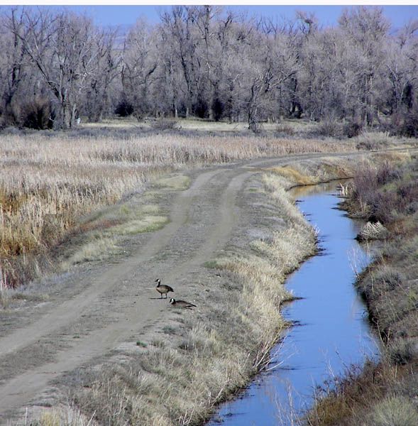 Geese on road. Photo by Pinedale Online.