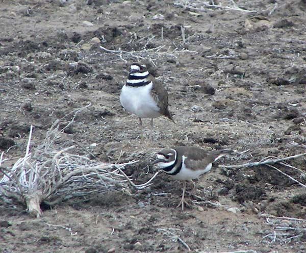 Killdeer. Photo by Pinedale Online.