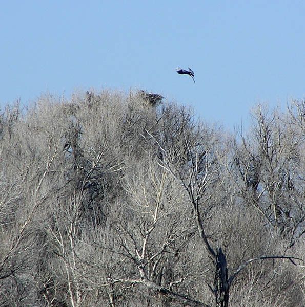 Heron Rookery. Photo by Pinedale Online.