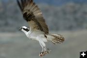 Osprey. Photo by Arnold Brokling.