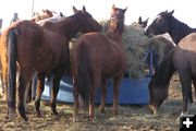 Dinner time. Photo by Pinedale Online.