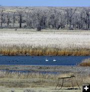 Swans. Photo by Pinedale Online.