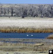 Swans. Photo by Pinedale Online.