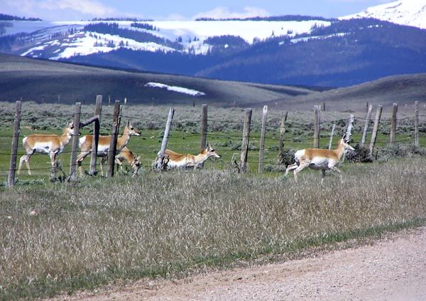 Under the fence. Photo by Pinedale Online.