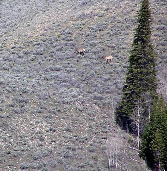 N Cottonwood Ck Elk. Photo by Pinedale Online.