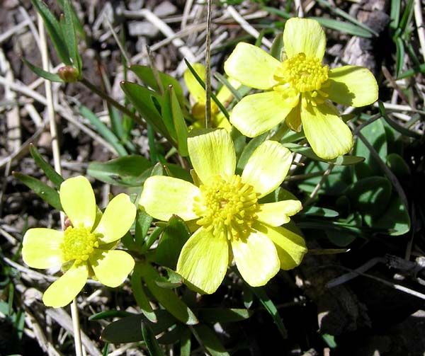 Yellow Buttercups. Photo by Pinedale Online.