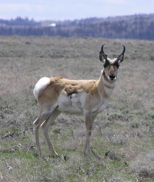 Mangled Antelope. Photo by Pinedale Online.