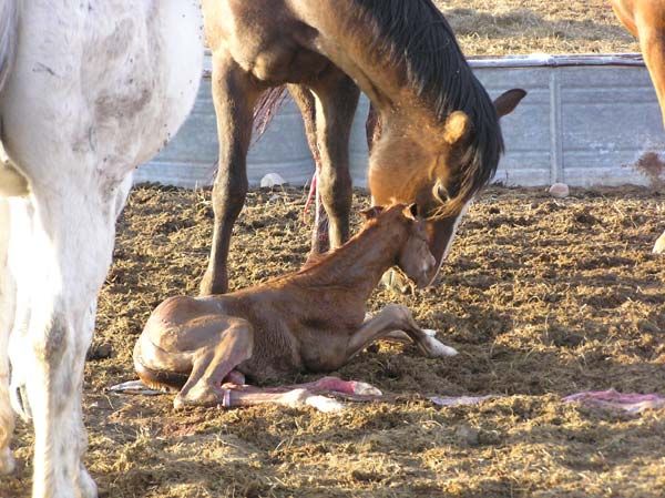 A few minutes old. Photo by Pinedale Online.