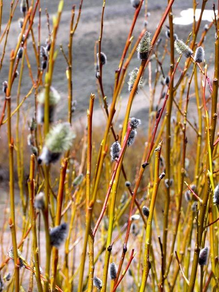 Willows budding out. Photo by Pinedale Online.