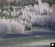 Bare Aspens. Photo by Pinedale Online.