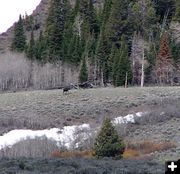 Two moose. Photo by Pinedale Online.