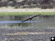 Sandhill Cranes. Photo by Pinedale Online.