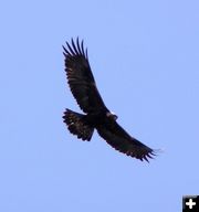 Soaring Eagle. Photo by Pinedale Online.