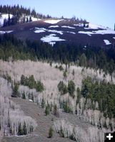 First group of elk. Photo by Pinedale Online.