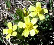 Yellow Buttercups. Photo by Pinedale Online.