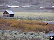 Elk are out. Photo by Pinedale Online.