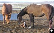 May Day colt. Photo by Pinedale Online.