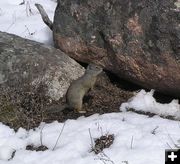 New Fork Ground Squirrel. Photo by Pinedale Online.