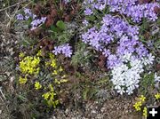 Colorful wildflowers. Photo by Pinedale Online.