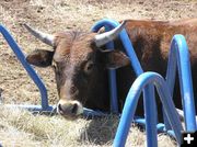 Stuck Steer. Photo by Dawn Ballou, Pinedale Online.