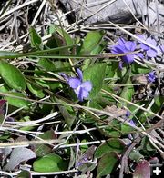 Violets. Photo by Pinedale Online.