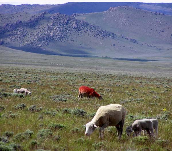 One Red Sheep. Photo by Pinedale Online.